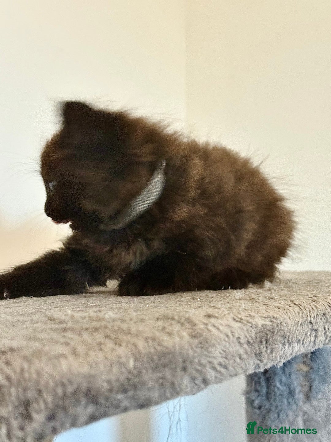 British Longhair cats for sale:  British longhair kittens 3 male 1 female  - Image 23
