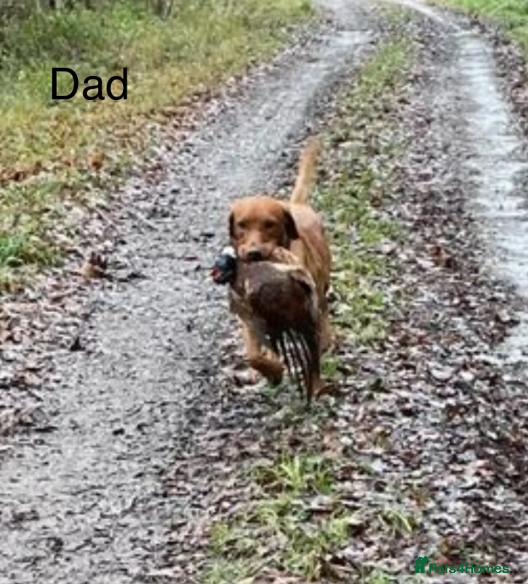 Labrador Retriever dogs for sale: READY TO GO Fox Red Labrador Puppies in Cheddar - Advert 8