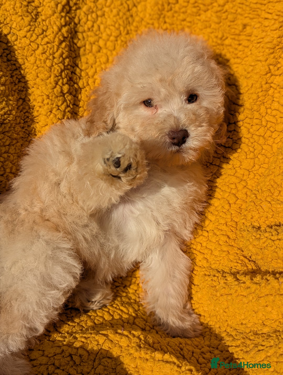 Miniature Poodle dogs for sale: Ready now Kc reg mini poodle pups for sale  - Advert 19