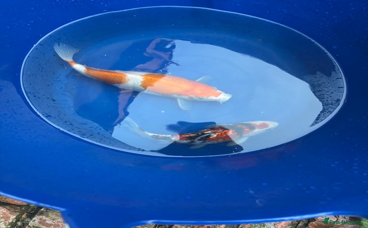 Koi Carp fish - Advert 1