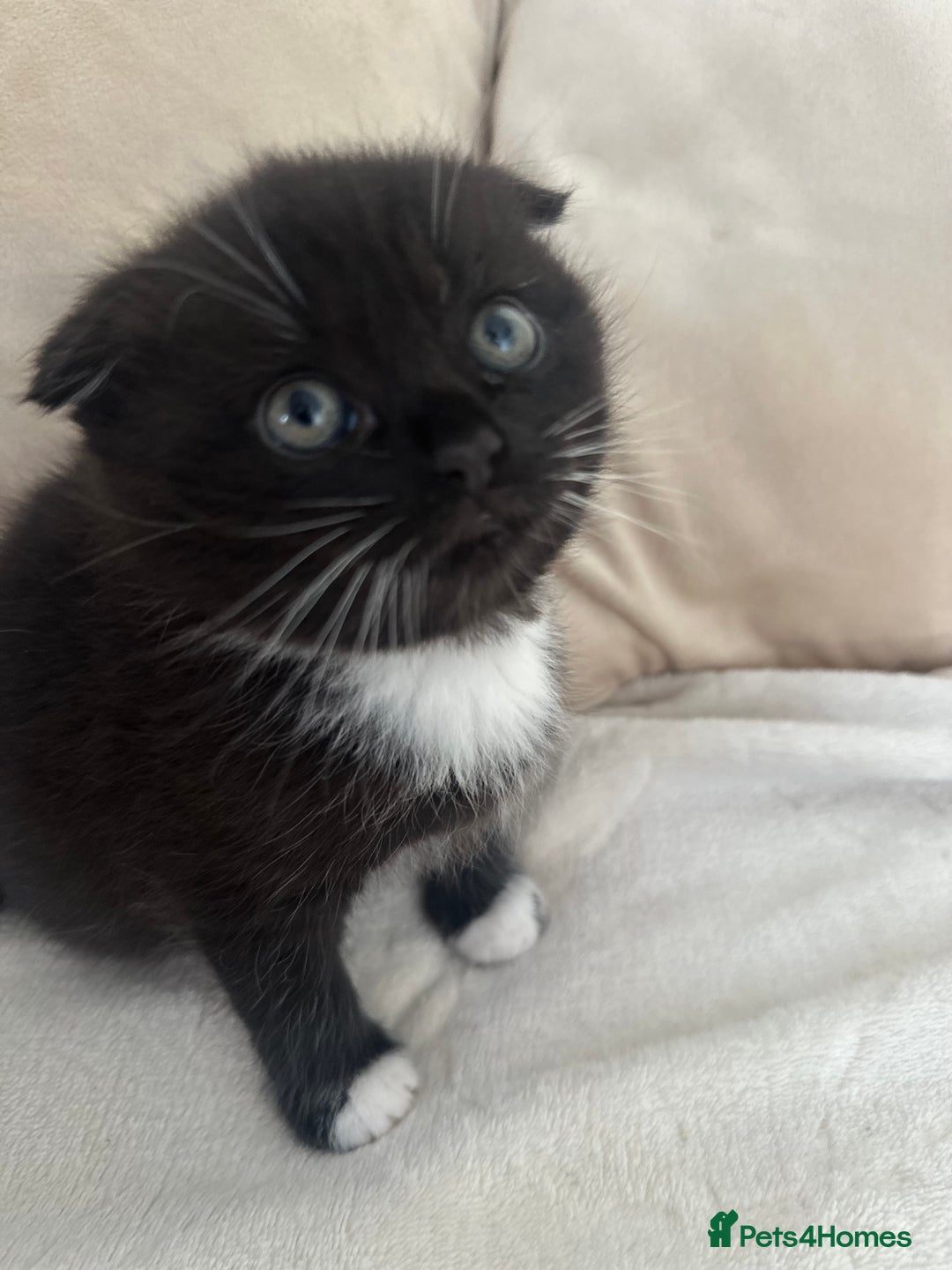 Mixed Breed cats for sale: Scottish fold mixed breed - Image 14