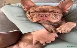 French Bulldog dogs for sale: Kronk Rojo French bulldog  - Image 9