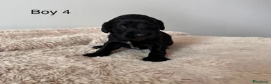 Cocker Spaniel 4