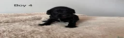 Cocker Spaniel dogs for sale: Working Cocker Spaniel  - Advert 8