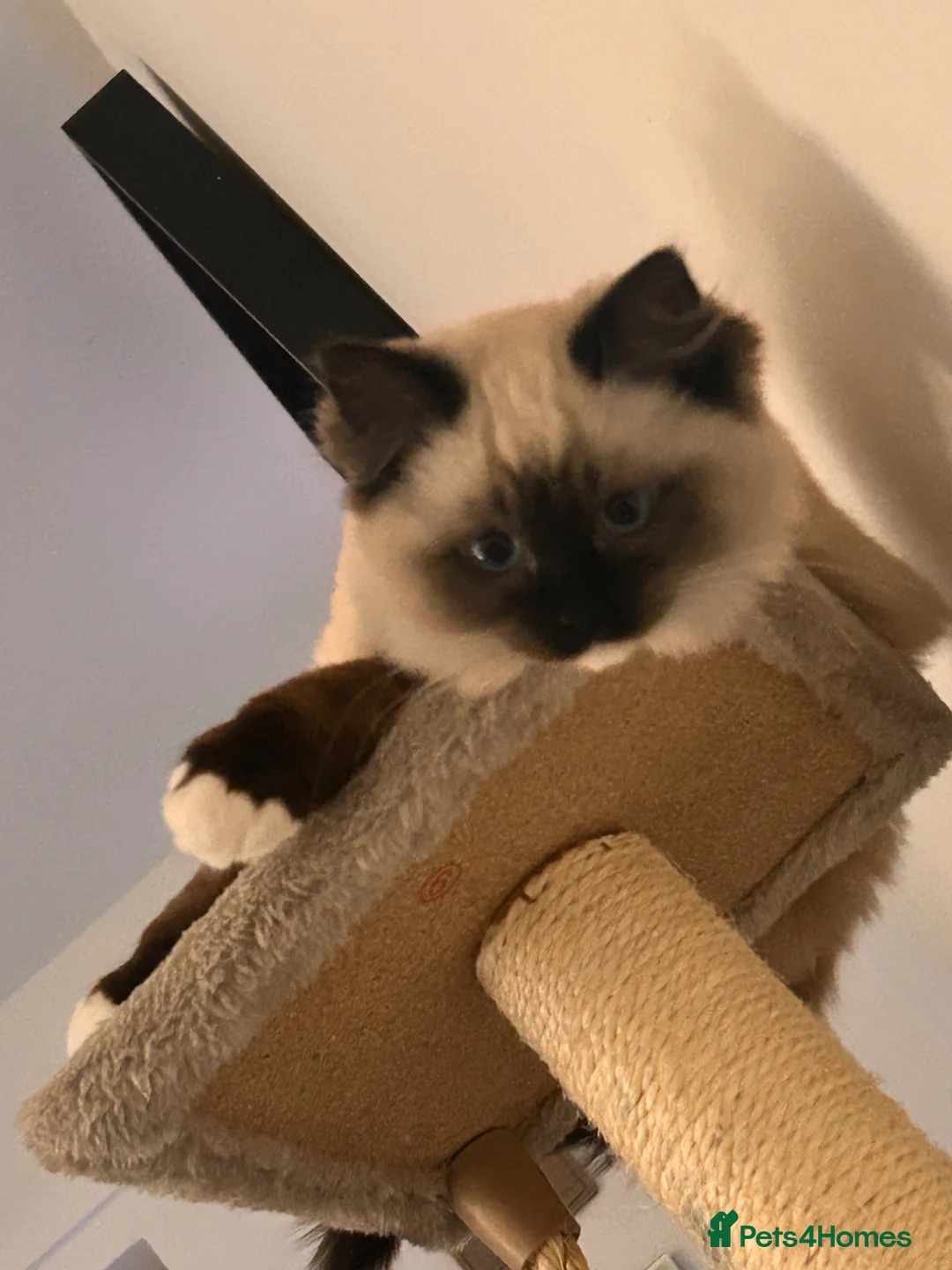 Ragdoll cats for sale: 7 months Ragdoll Kitten  - Advert 3