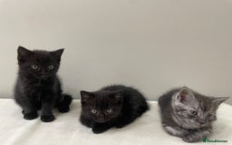 Persian cats for sale: Chinchilla Persian Kittens  - Image 2