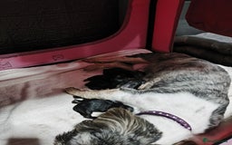 Lhasa Apso dogs for sale: Lhasa apso puppies 4 girls 💗2 boys 🩵 - Image 13
