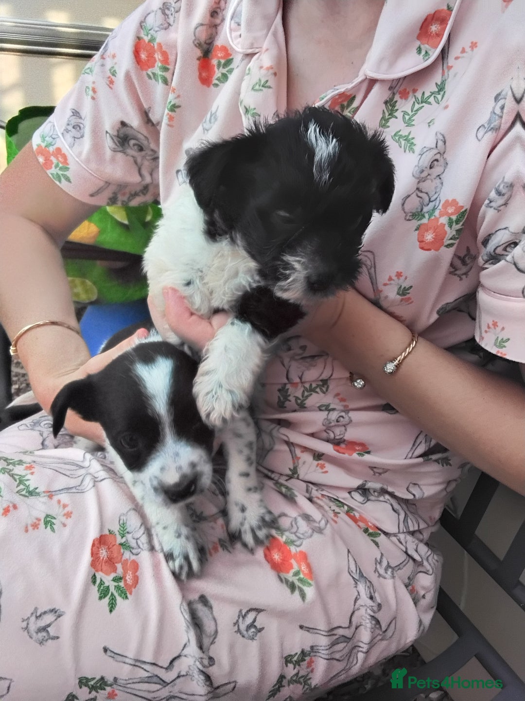 Mixed Breed dogs for sale: Puppies  - Image 6