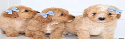 Cavapoochon dogs for sale: Beautiful Cavapoochon puppies available  - Advert 4