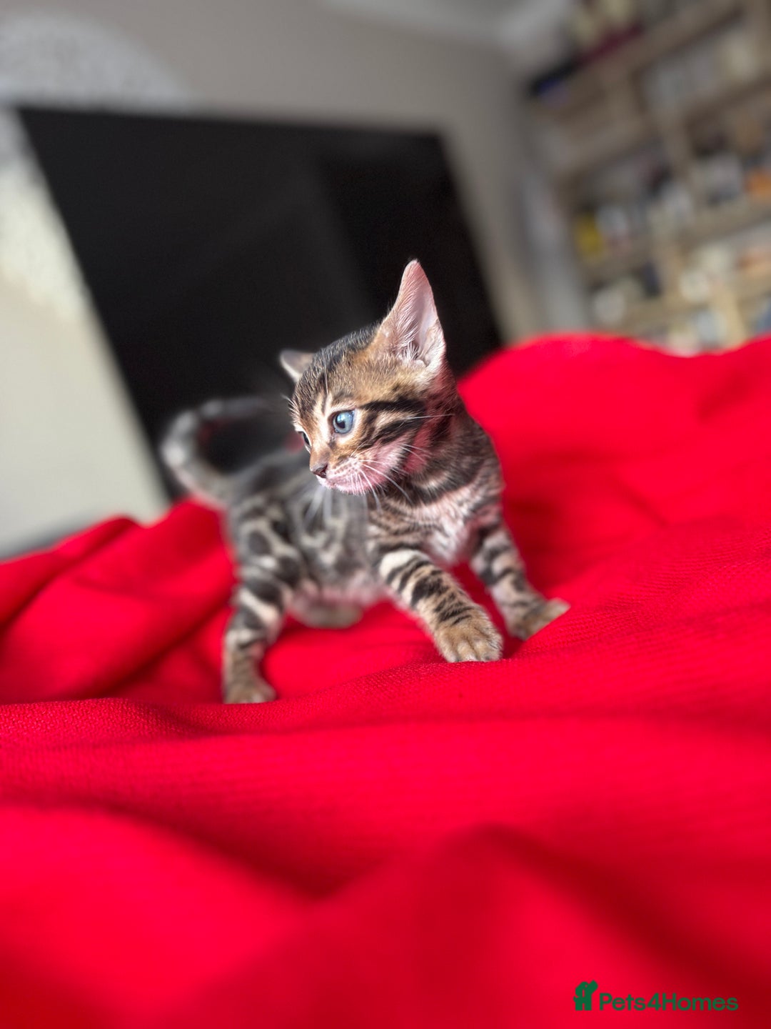 Bengal cats for sale: Purebred Bengal Kittens – Ready for Loving Homes - Advert 18
