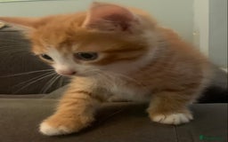 Mixed Breed cats for sale: Beautiful ginger & tabby kittens 🐾 ❤️  - Image 10