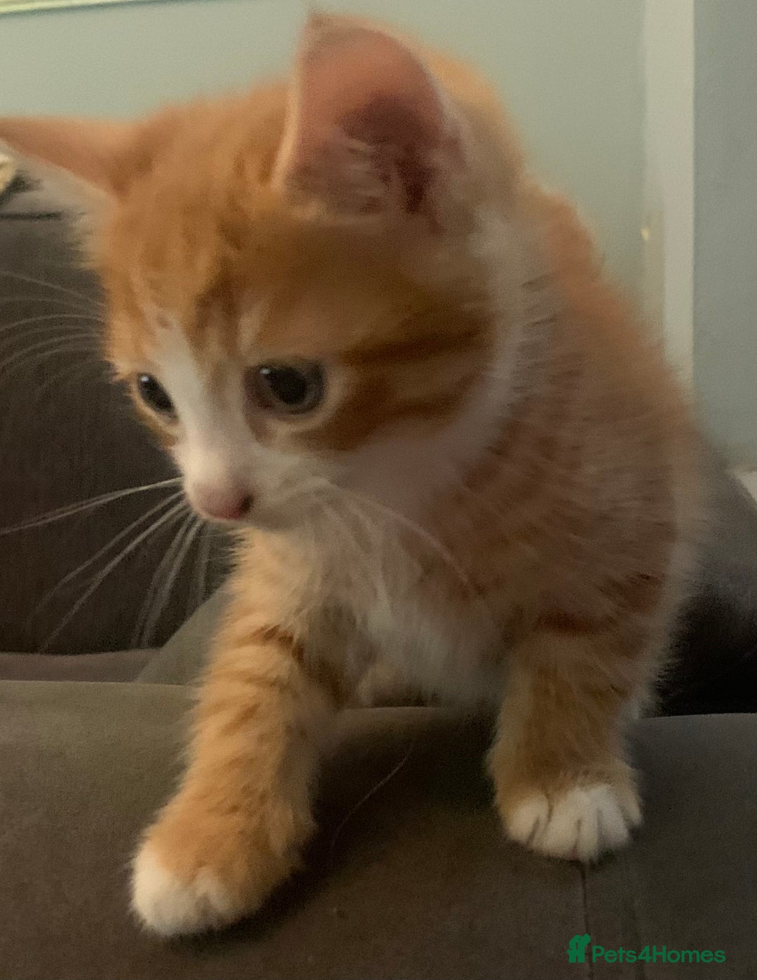 Mixed Breed cats for sale: Beautiful ginger & tabby kittens 🐾 ❤️  - Image 10