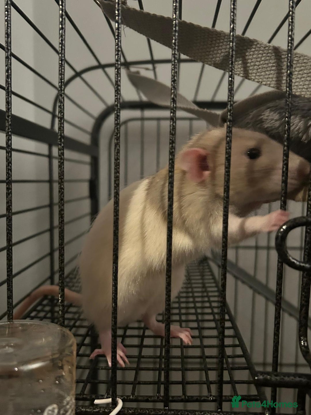 Rat rodents for sale: 2 male rats for sale - Advert 4
