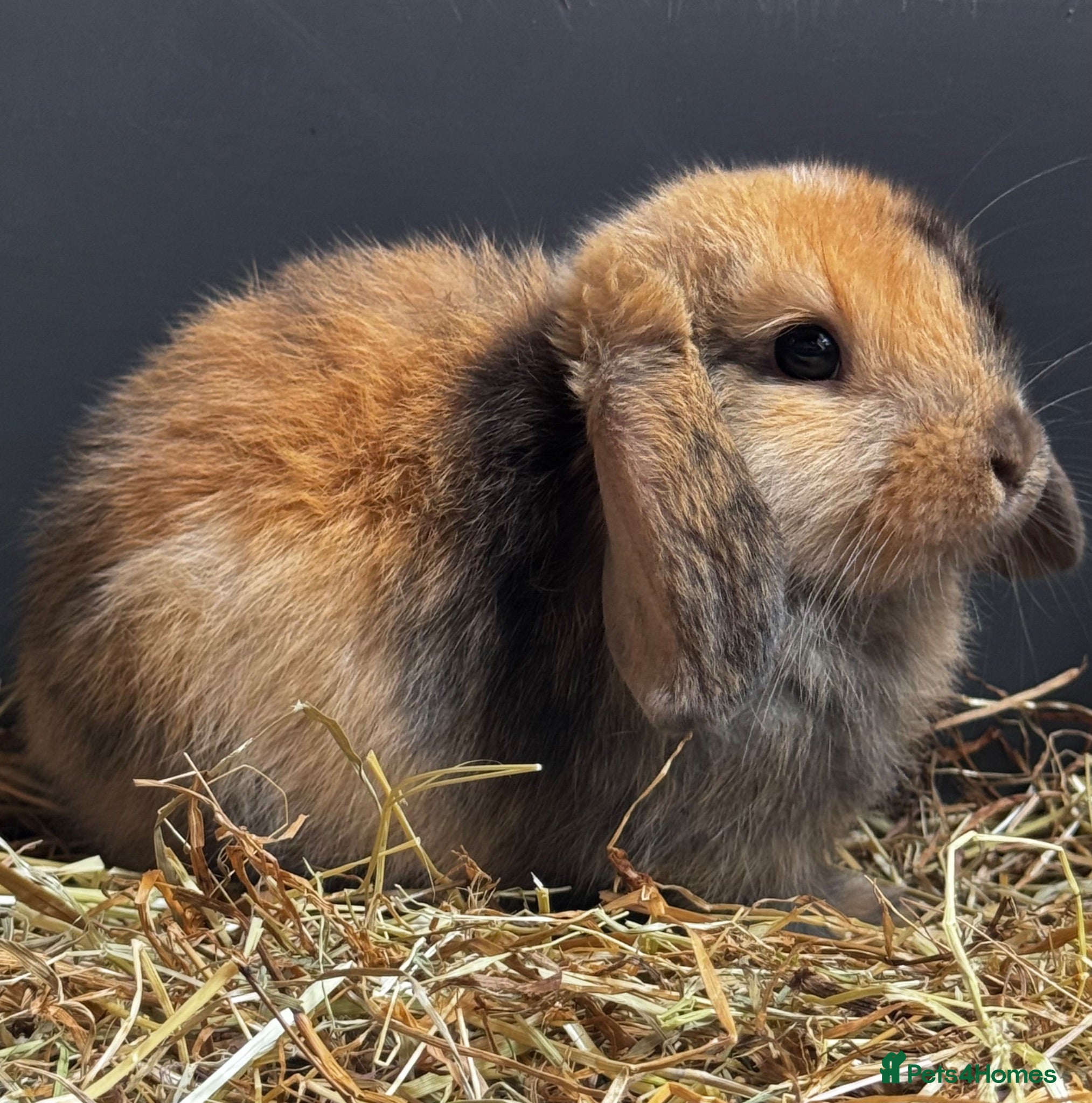 Mixed Breed rabbits Beautiful litter of 3 rabbits forever homes  - Advert 1