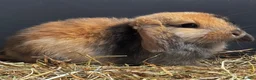 Mixed Breed rabbits for sale: Beautiful litter of 3 rabbits forever homes  - Advert 1