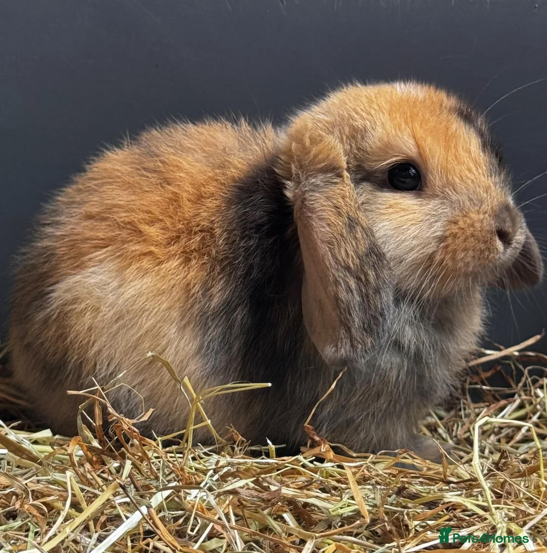 Mixed Breed rabbits for sale: Beautiful litter of 3 rabbits forever homes  - Advert 1