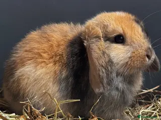Mixed Breed rabbits Beautiful litter of 3 rabbits forever homes - Advert 2