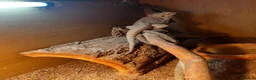 Bearded Dragon reptiles for sale: Bearded Dragon & Full Set Up - Advert 4
