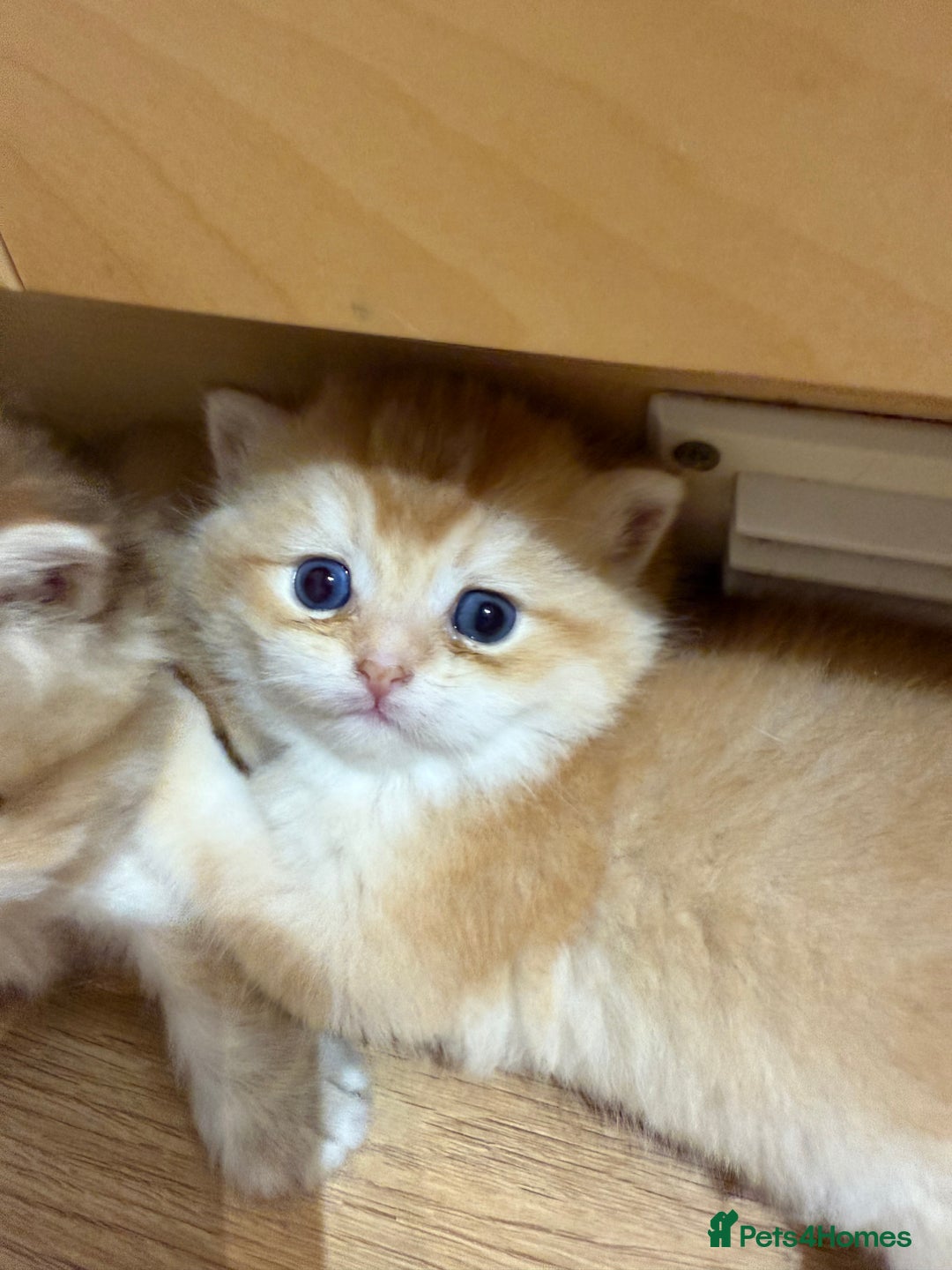 British Longhair cats for sale: GCCF reg BLH Chocolate Golden Blue/Green/Odd Eyes - Image 11