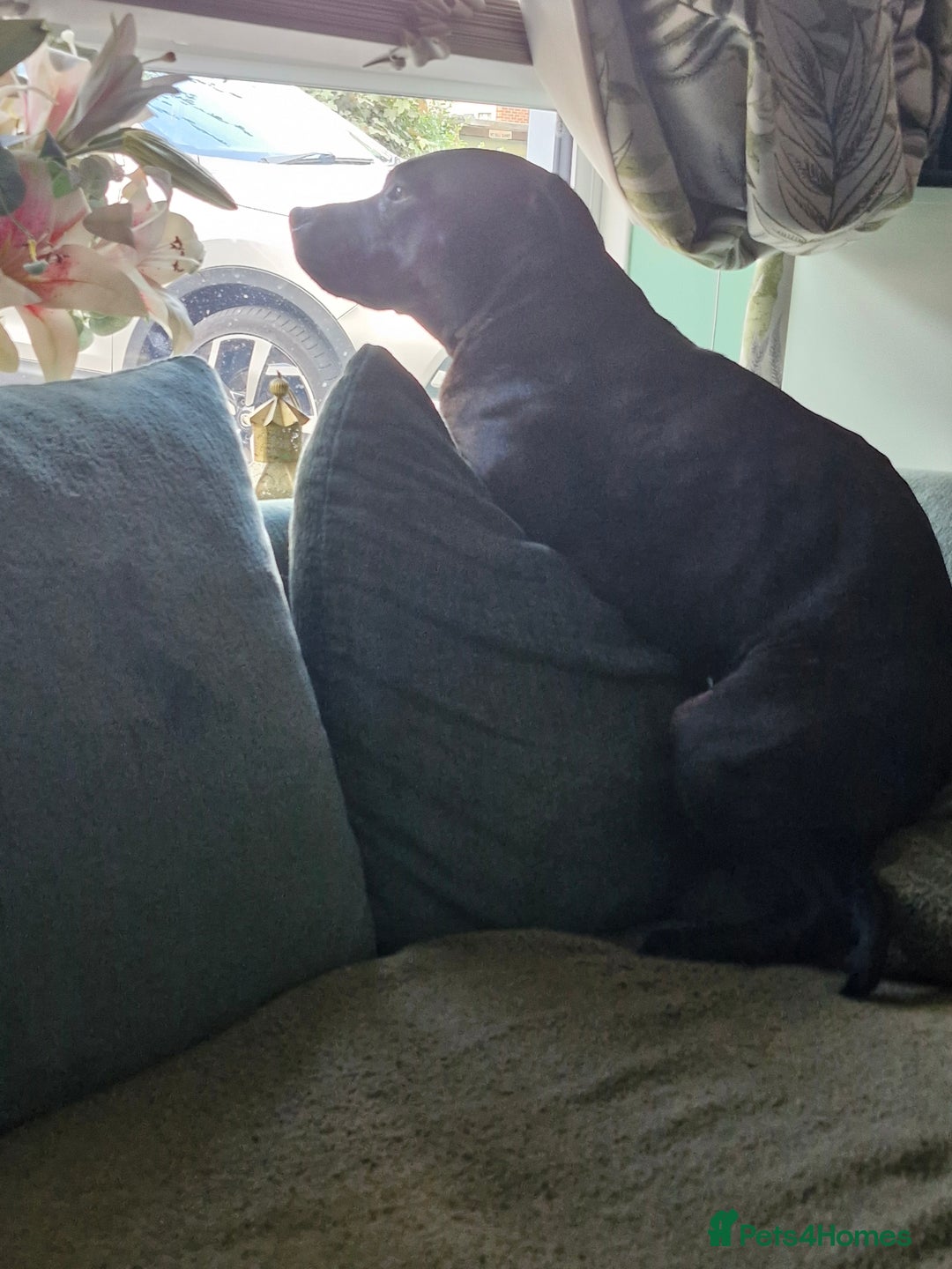 Staffordshire Bull Terrier dogs for sale: Beautiful Staffy Girl - Image 16