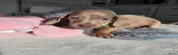 Miniature Dachshund dogs for sale: 🤎 Gorgeous Daxies_Mini Dachshunds 🤎 - Advert 13