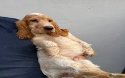 Cocker Spaniel dogs for sale: Fabulous Cocker Spaniel Pupies - Image 23