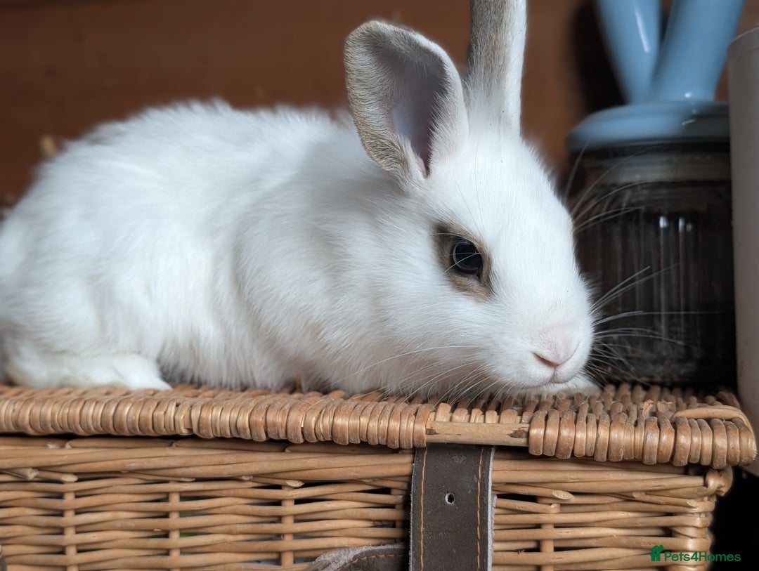Mixed Breed rabbits for sale: Mixed  - Image 5