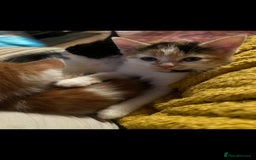 Mixed Breed cats for sale: 1 beautiful female kitten left - Image 2