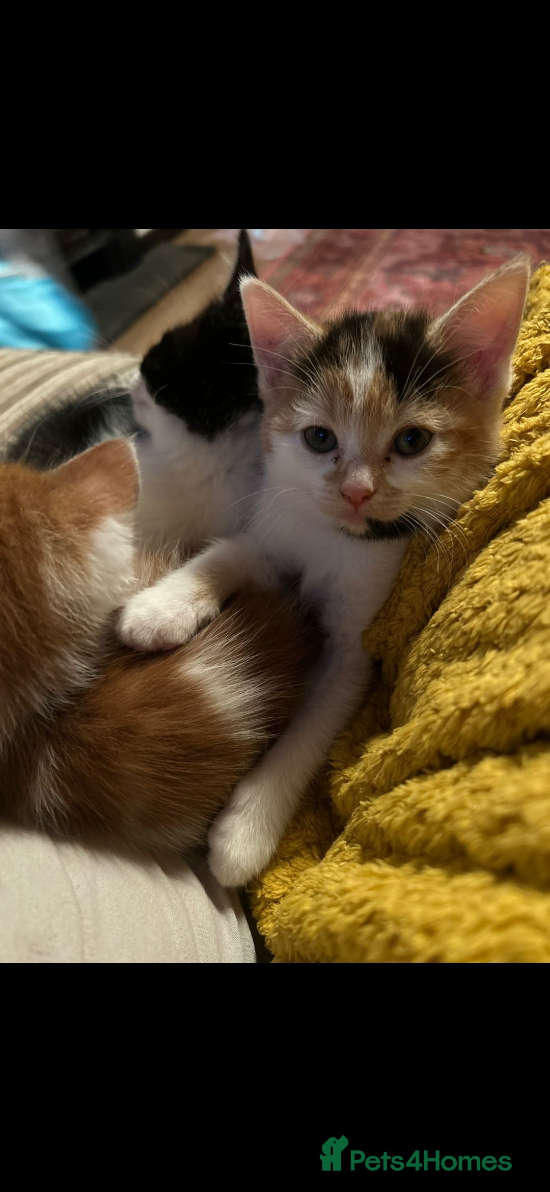 Mixed Breed cats for sale: 1 beautiful female kitten left - Image 2
