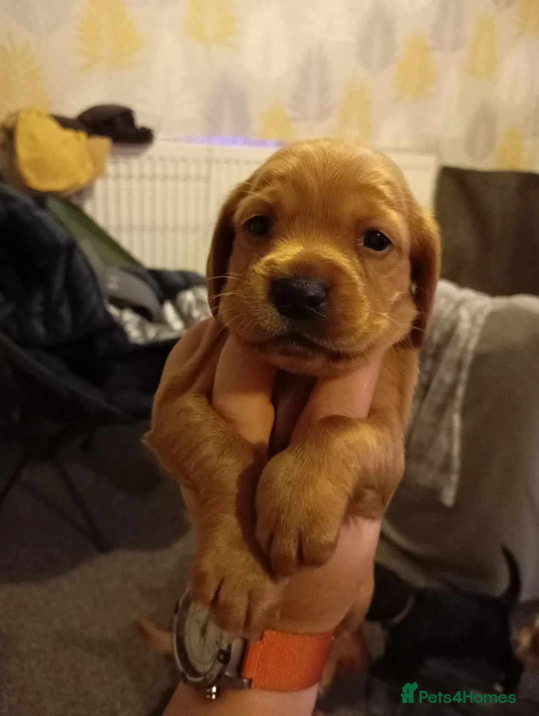 Cocker Spaniel dogs for sale: Cocker spaniel Jack Russel cross - Advert 7