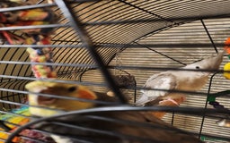 Cockatiels birds for sale: Breeding pair Cockatiels  - Image 2