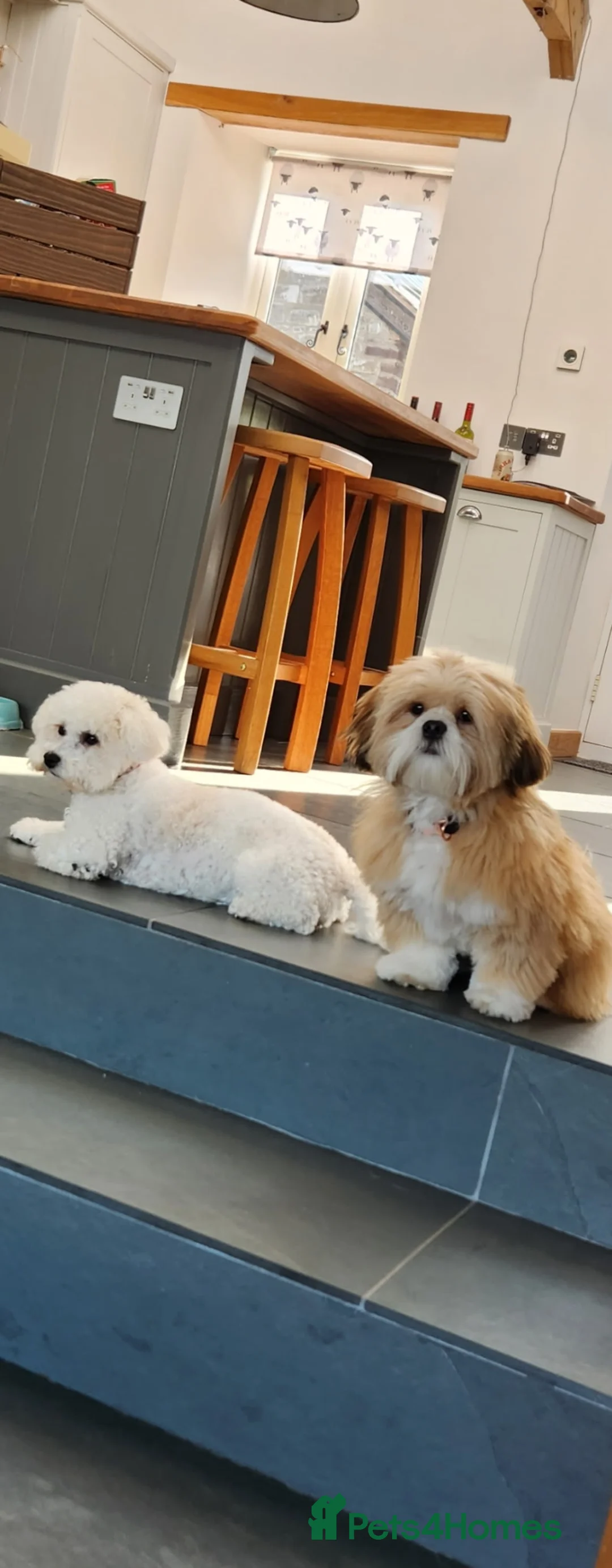 Mixed Breed dogs for sale: Lhaso Apso / Bicon Frise mix female puppies  in Dumfries - Advert 2