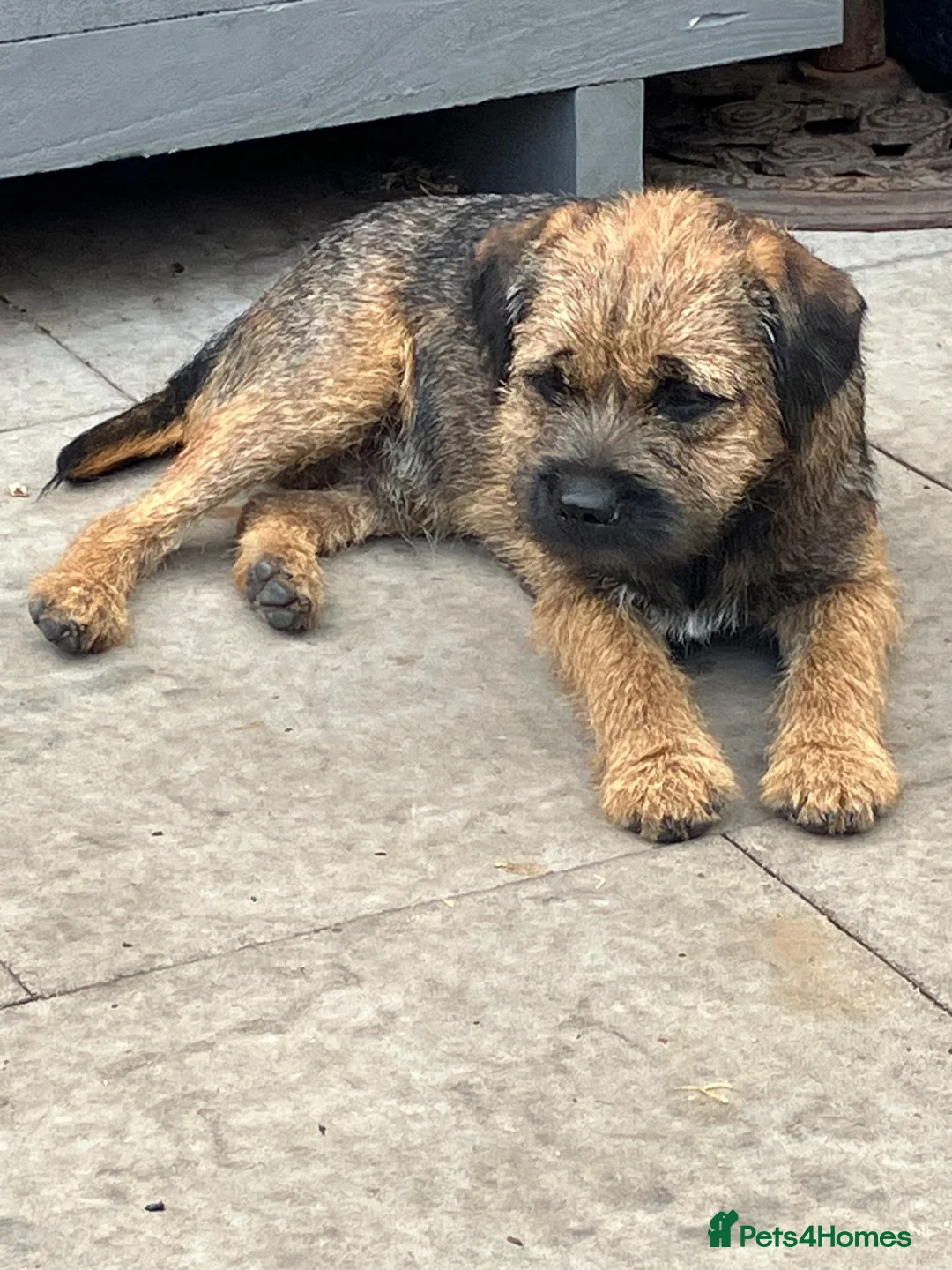 Border Terrier dogs for sale: KC Registered Border Terrier Pups - Advert 2