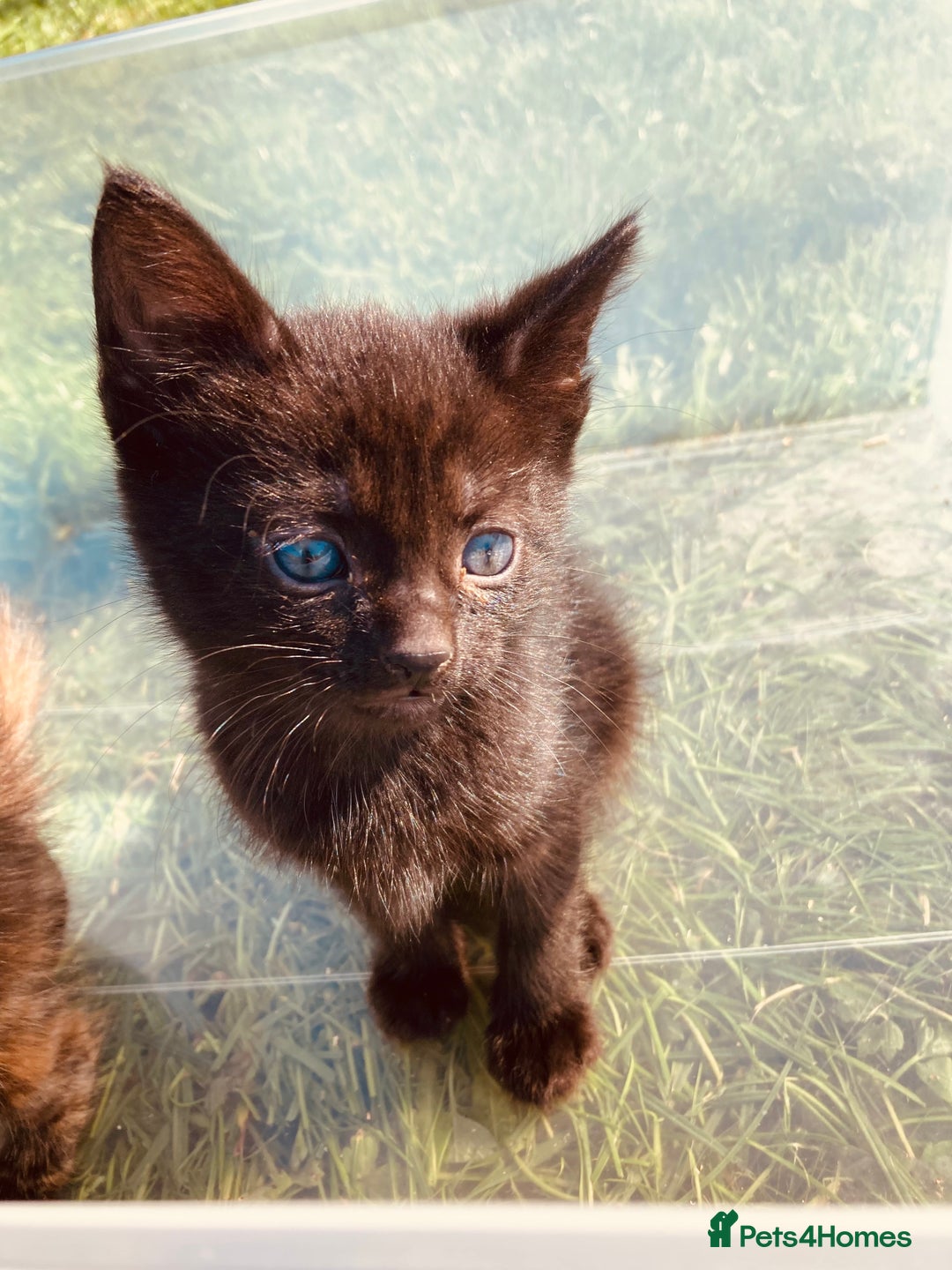 Mixed Breed cats for sale: Semi Longhaired Kittens - Image 2