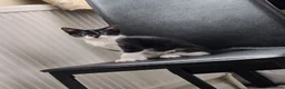 Mixed Breed cats for sale: 2 female kittens  in Hull - Advert 5