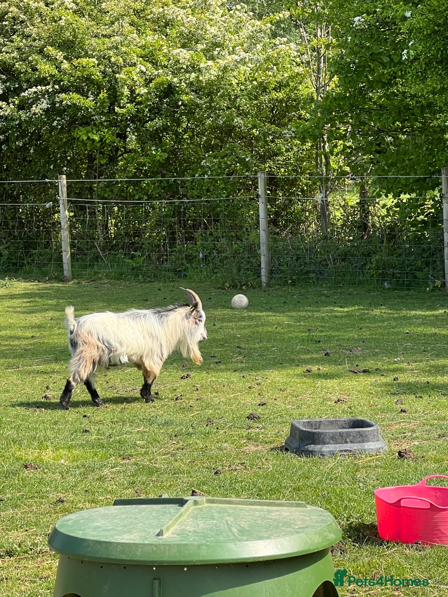 Goats livestock Gorgeous pygmy goat (billy) 🩵 - Advert 17