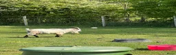 Goats livestock for sale: Gorgeous pygmy goat (billy) 🩵 in Hassocks - Advert 1