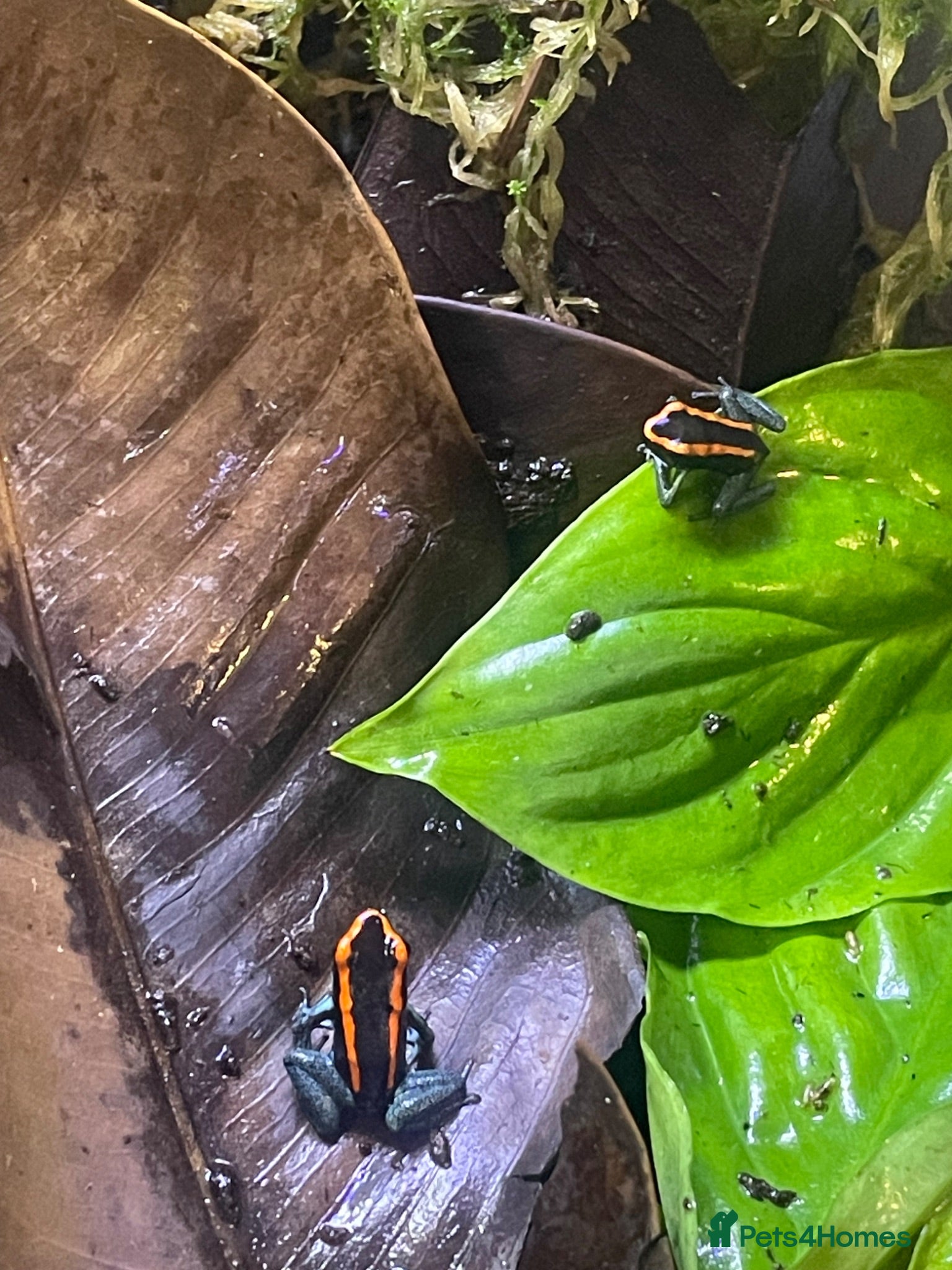 Frog reptiles Golfodulcean Poison Dart Frog - Advert 8