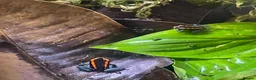 Frog reptiles for sale: Golfodulcean Poison Dart Frog - Advert 1