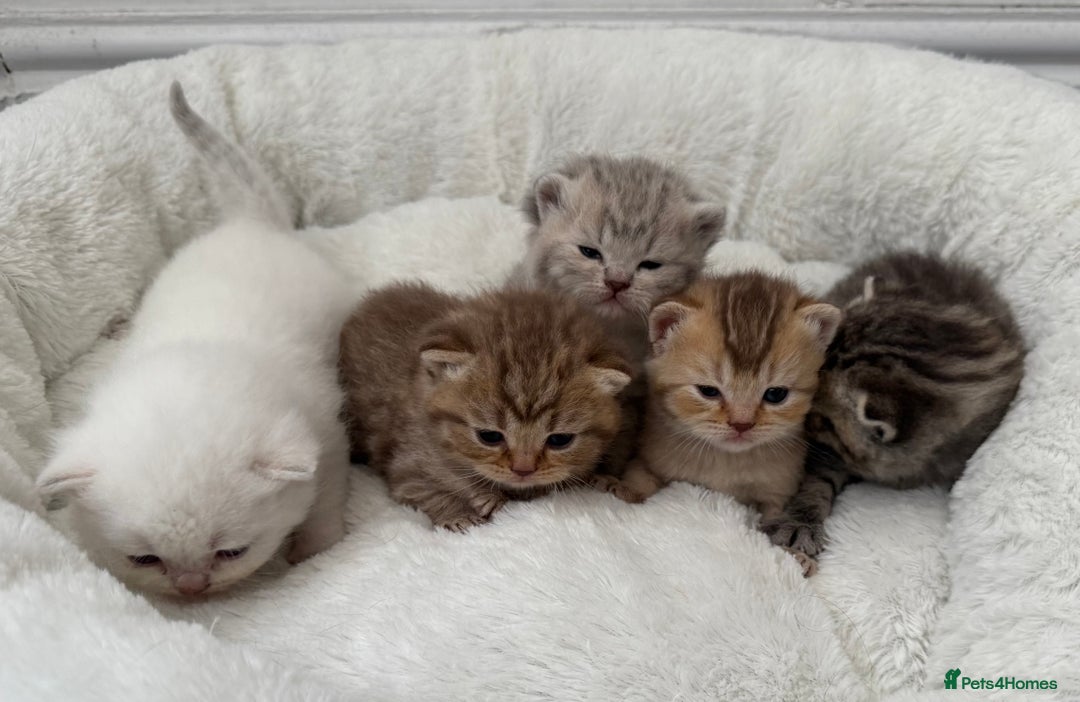 British Shorthair cats for sale: British shorthair kittens  - Image 17