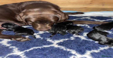 Labrador Retriever dogs - Advert 7
