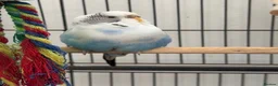 Budgerigars birds for sale: Three female budgies in London - Advert 3
