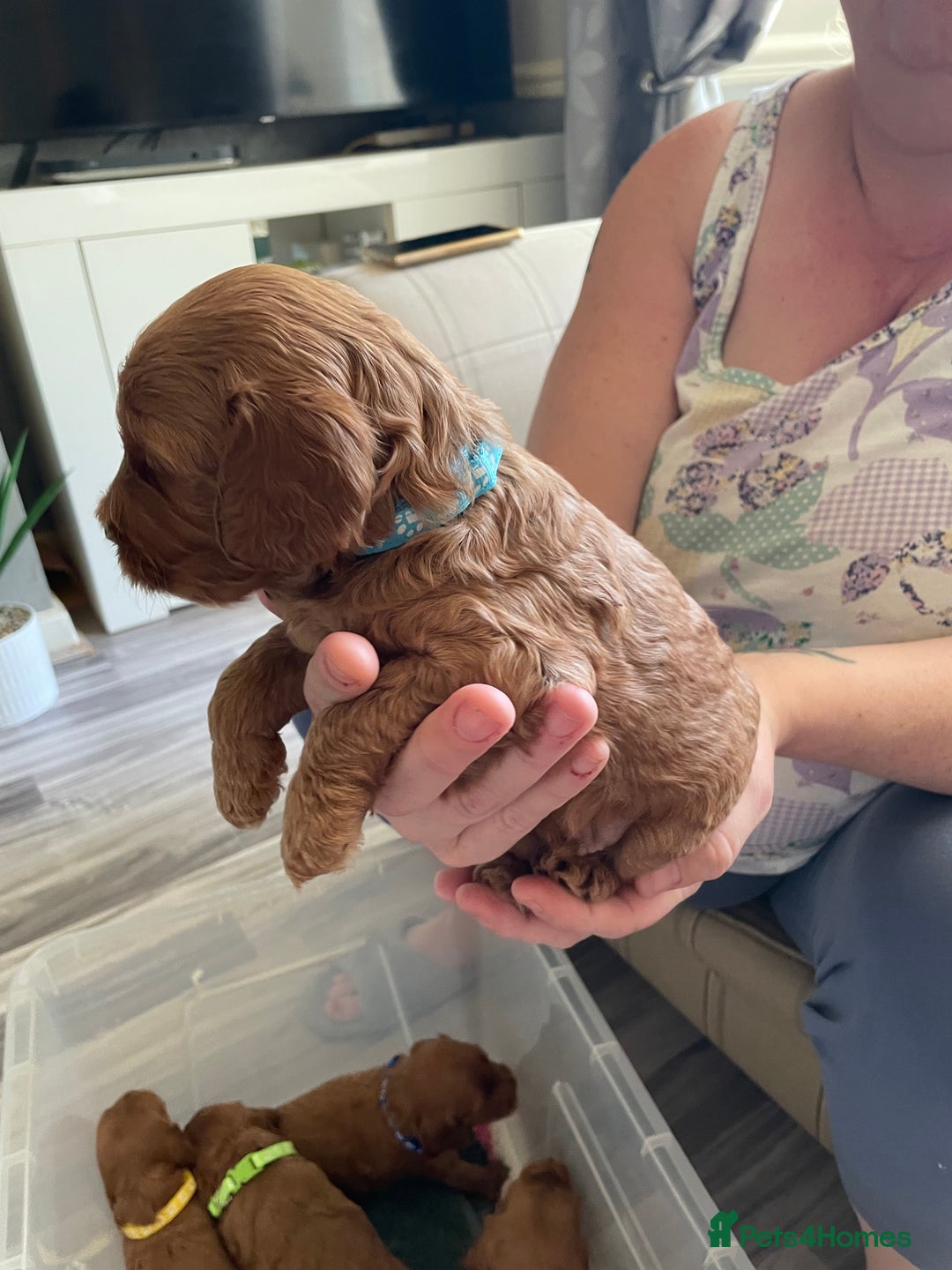 Cockapoo dogs for sale: * health tested through parentage*F1 Cockapoo - Image 6