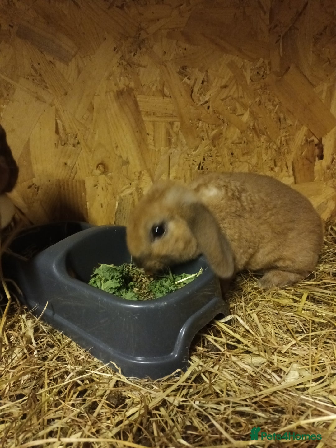 Mini Lop rabbits for sale: Plush mini lops  - Advert 2