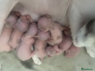 Sphynx cats - Advert 10