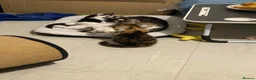 Mixed Breed cats for sale: Miss and her beautiful babies   - Advert 10