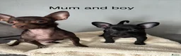 Russian Toy Terrier dogs for sale: Only male russian toy terrier puppy for sale - Advert 7