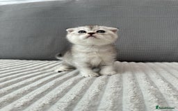 Scottish Fold cats for sale: Scottish fold kittens - Image 21