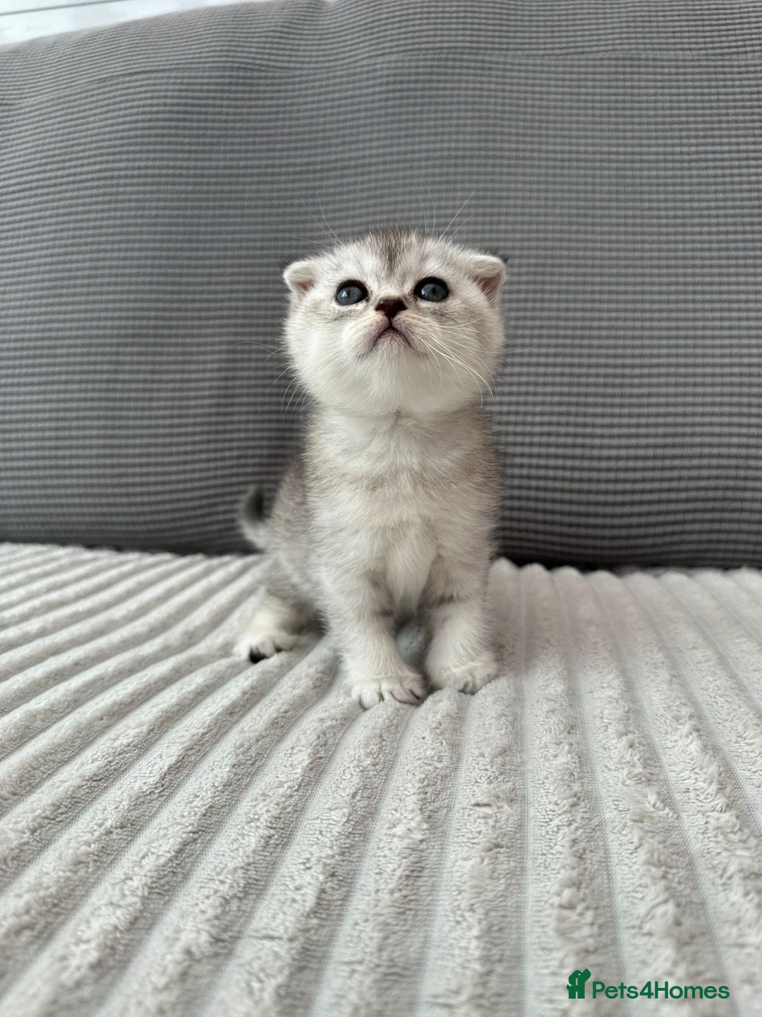 Scottish Fold cats for sale: Scottish fold kittens - Image 21