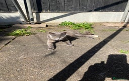 Domestic Shorthair cats for sale: Bisk , Cali & Scottie  - Image 3